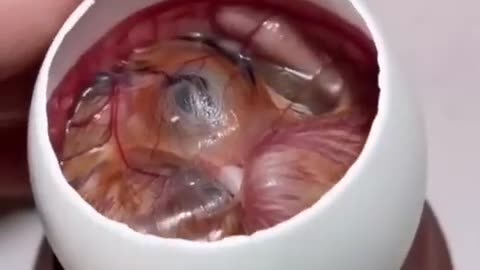 How A Chick Born From A Egg 🐣 - Interesting Video - 😱