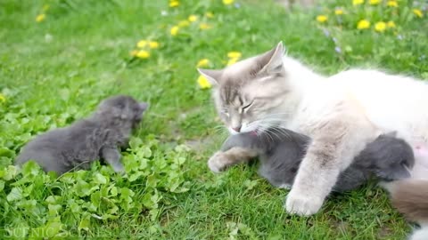 How animals survive after their birth🙈😸❤️