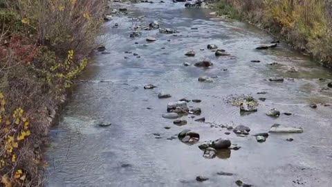 COPPIA TROTA MARMORATA ( la FREGA ) FEMMINA si STROFINA espelle le uova e il MASCHIO FECONDA TRENT