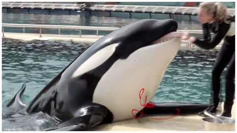ENCONTROS COM ORCAS MAIS INCRÍVEIS