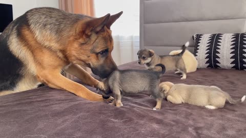 German Shepherd Meets Puppies for the First Time
