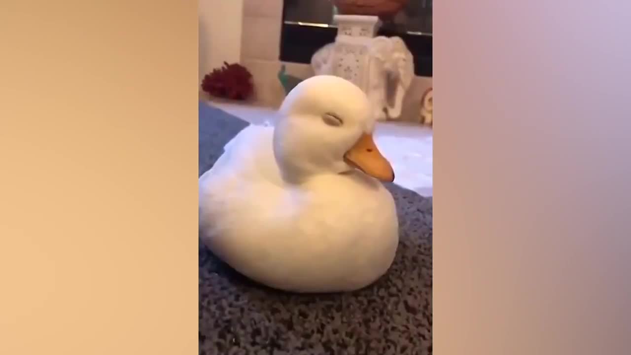 Funny animals chillin. Voice commentary