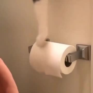 Perfectionist Cat 😹