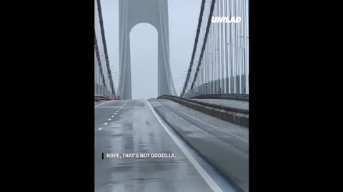 New York Bridge Groans and Shifts in High Winds