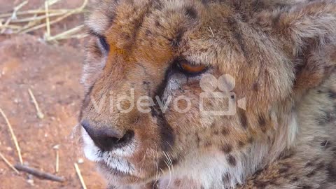 Beautiful close up of a cheetah with soulful brown eyes looking into the distance on the plains of A