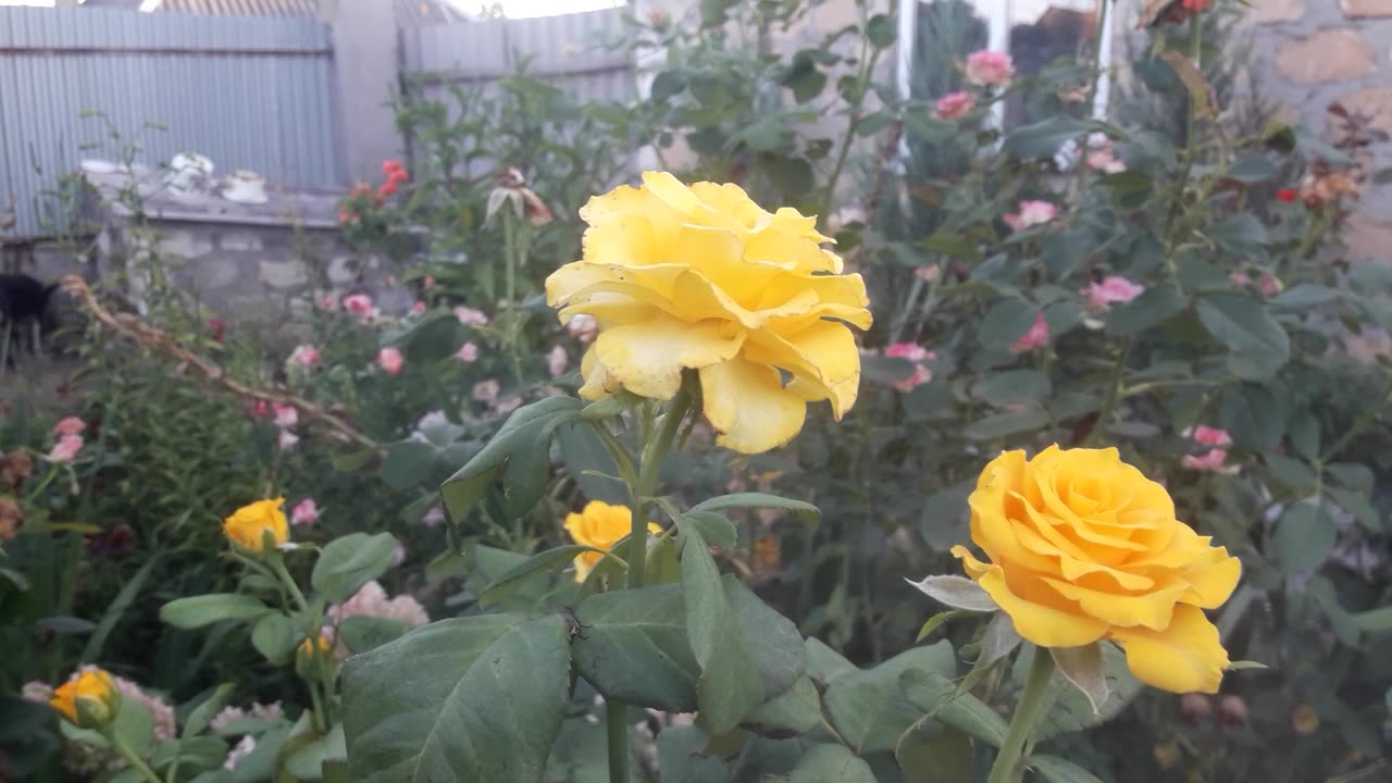 Bush of yellow roses