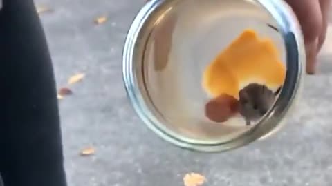 Mouse Fail