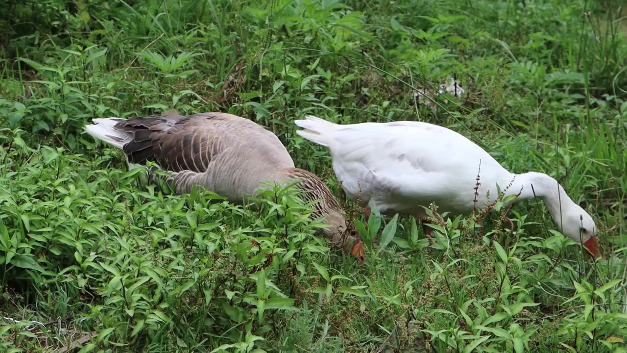 Easy and delicious recipe for fesanjan quail