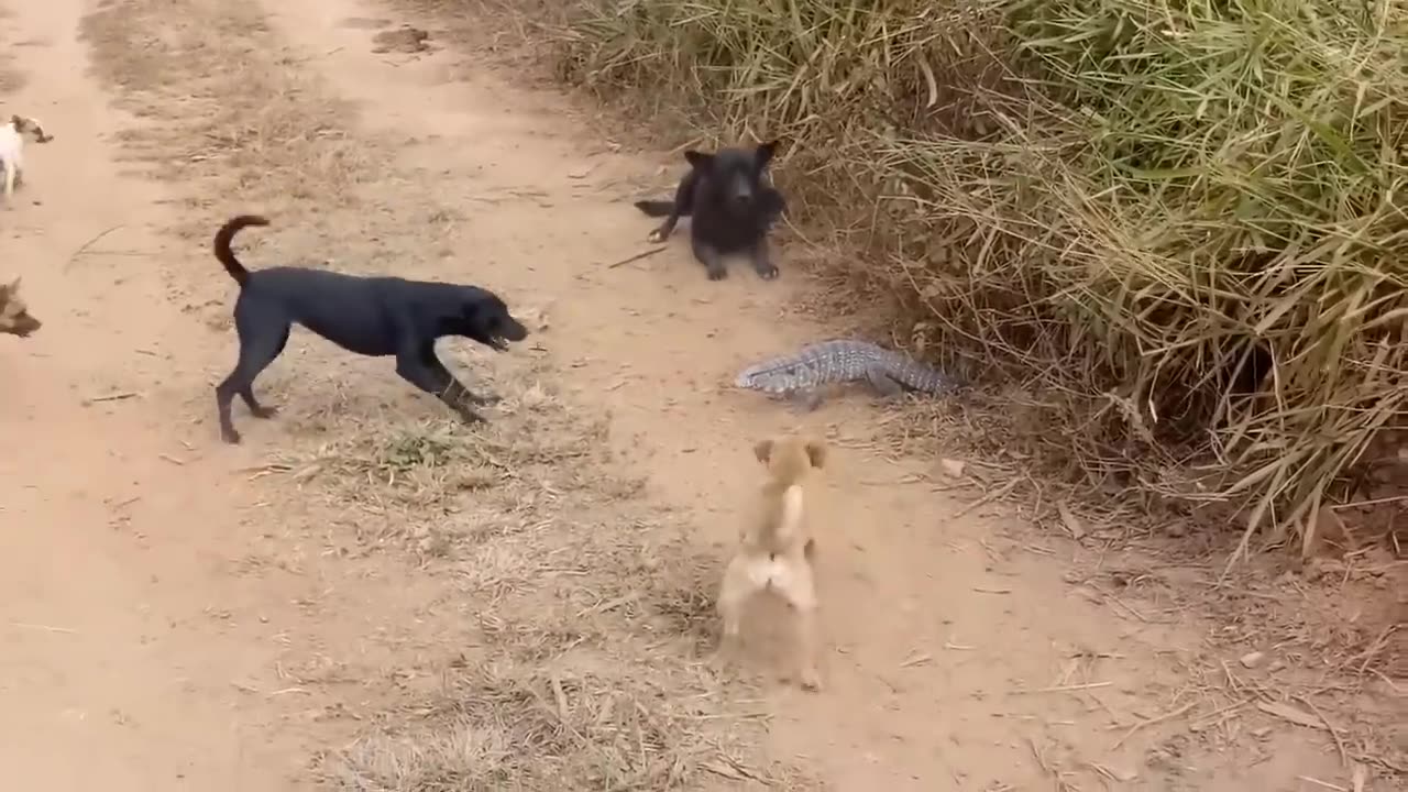 7 Dogs vs A Lizard FIGHT WHO CAN WIN