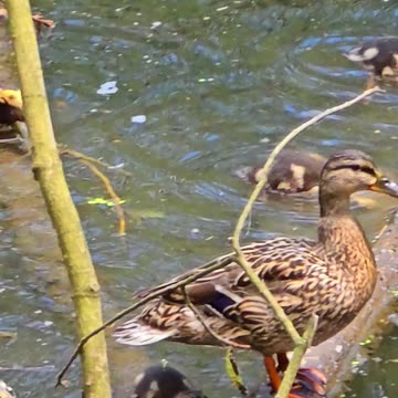 Cute ducklings on a tree trunk in the water playing / cute little ducks.