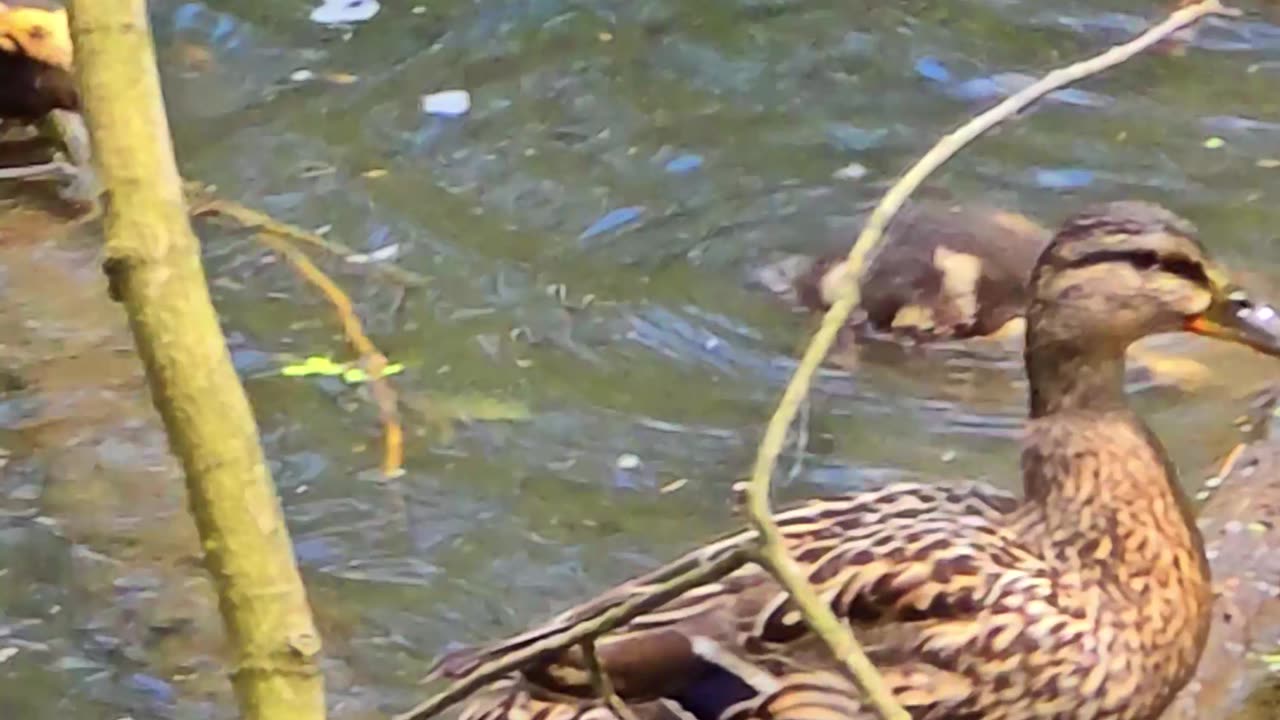 Cute ducklings on a tree trunk in the water playing / cute little ducks.