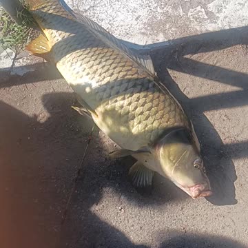 Giant carp.