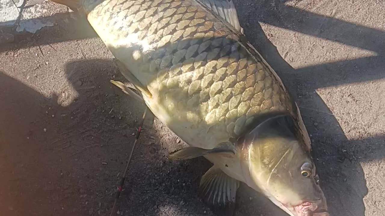 Giant carp.