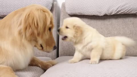 Golden Retriever Meets Puppy Just Like Him for The First Time