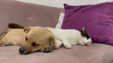 Cute Puppy falls asleep with a Cat for the First Time!