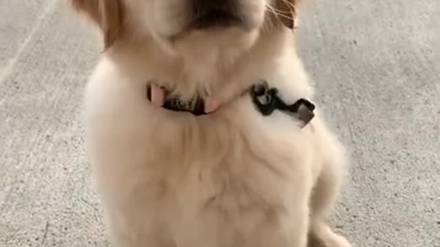 Puppy or Baby? ♡