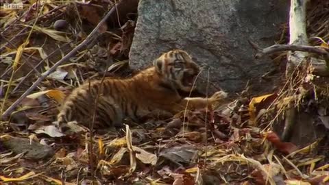 Mothe- David Attenborough - Tiger Spy in the Jungle - BBC Earth_Cut