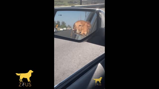 happy dog traveling / perrito feliz viajando