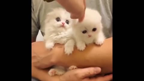 Cute And Funny Cat Videos Compilation