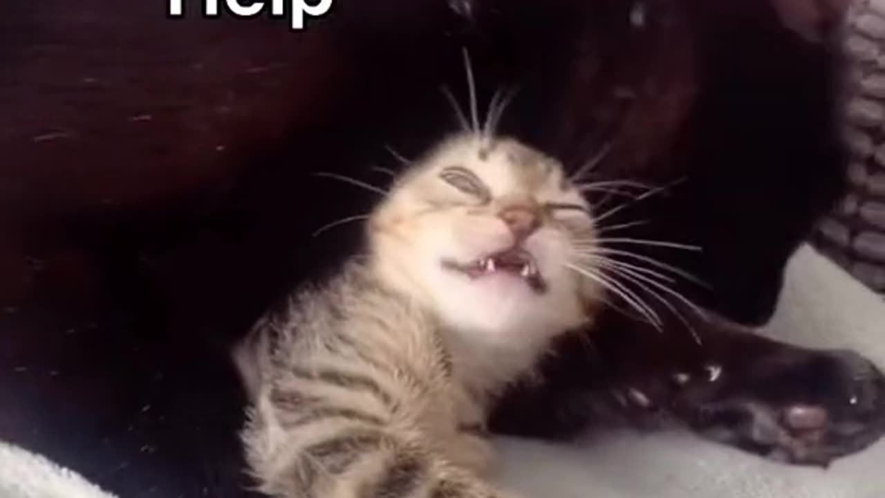 Funny Cats😂 | Funny pets