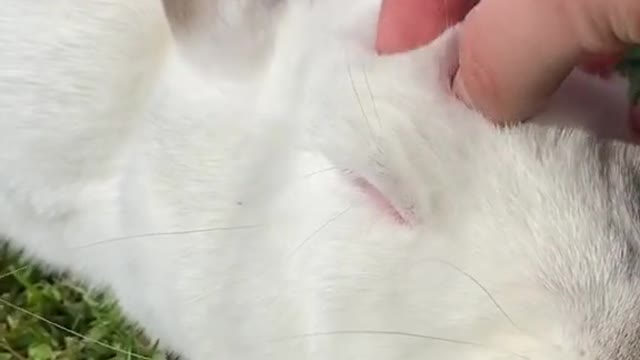 Bunny Life Sharing #funny #bunny #rabbit #foryoupage #fyp