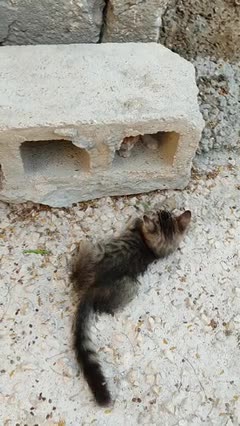 Cat play বিড়াল খেলা করে