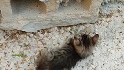 Cat play বিড়াল খেলা করে