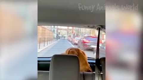 Funny animal and enjoyable videos 😁