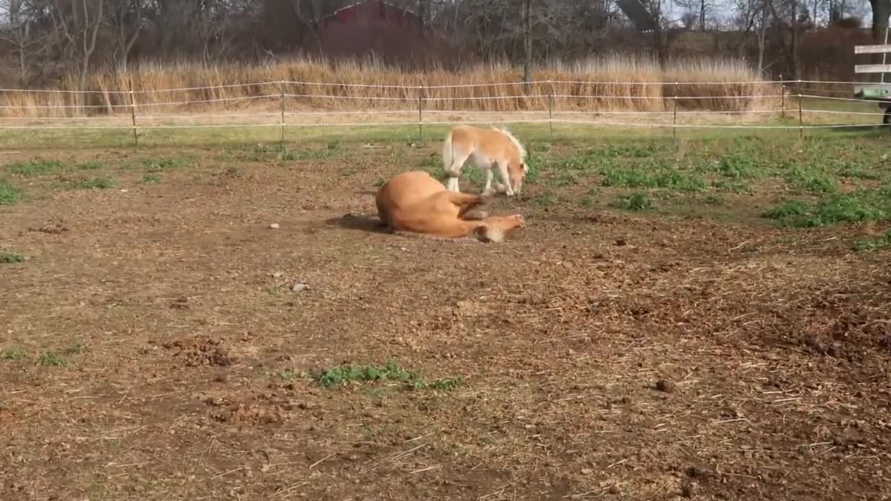 Horse Meets Foal For The First Time