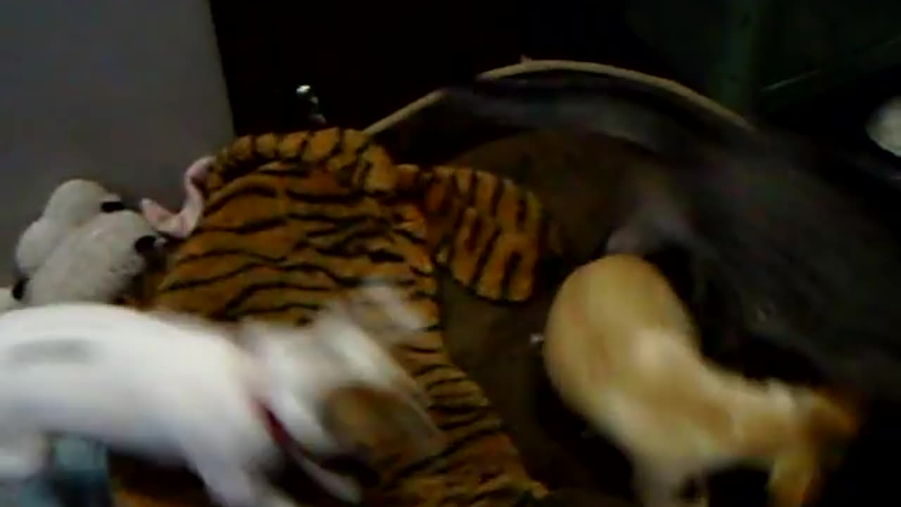 mama cat dog fight funny