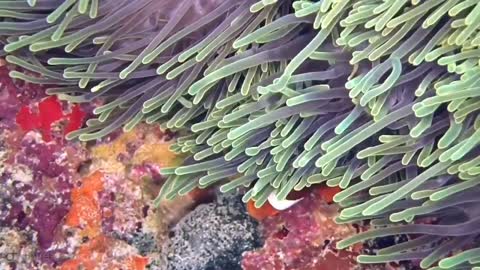 Clownfish and coral in the underwater world