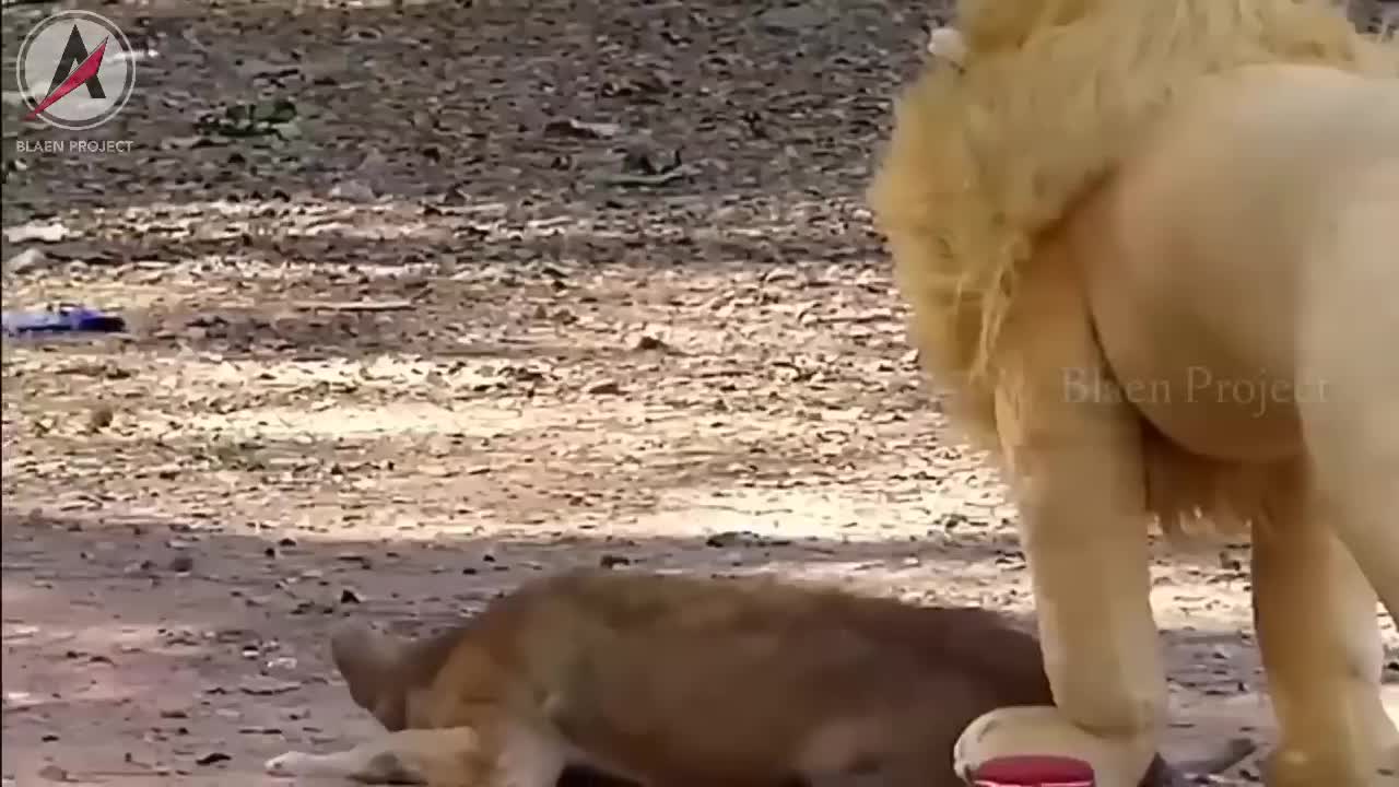 This Dog's Reaction When Surprised Using Tiger And Lion Dolls