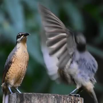 This juvenile male Victoria rifle bird failed to impress this female whil 💚