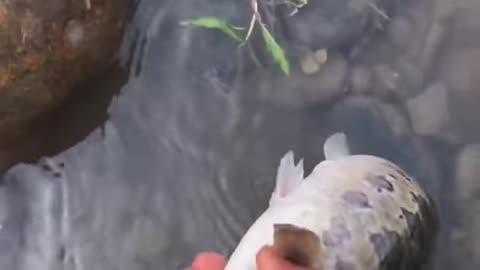 Fisher man Catching fishes Awesome video