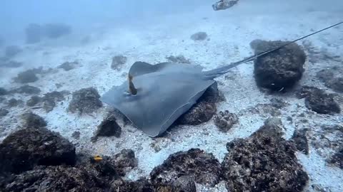 UNDERWATER WONDERS: Pro Diver Reveals Stunning Close-Ups Of Rays And Sharks Chilling On Sea Bottom