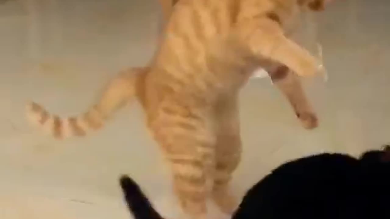 Why does orange cat spank black cat?