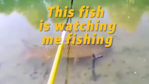 This fish is watching me fishing