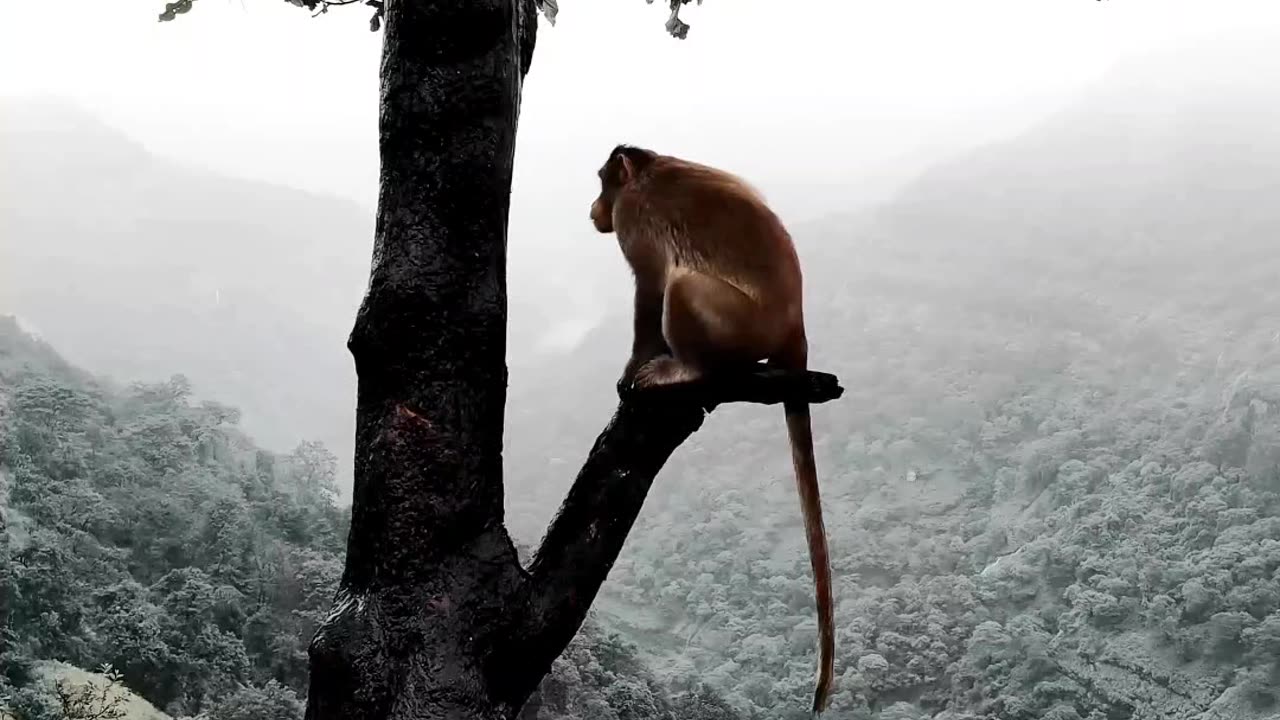 A lonely monkey sitting in a broken branch of the tree.