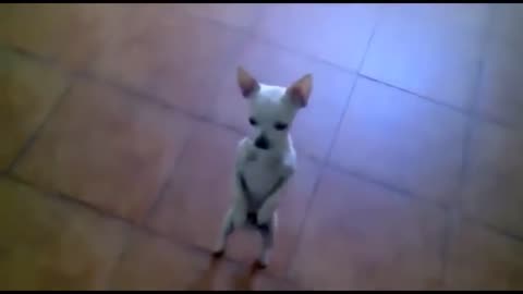 Dog dancing