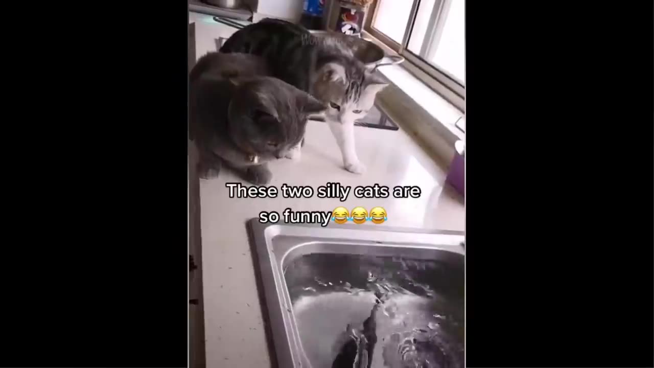 Funny cats