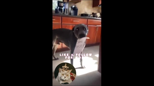 It was not me!! You've Never Seen Such Funny Animals 😂 Cute Pets Compilation 2022