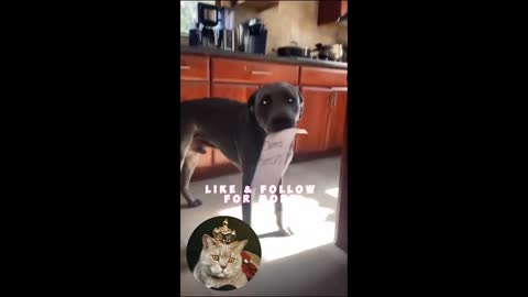 It was not me!! You've Never Seen Such Funny Animals 😂 Cute Pets Compilation 2022