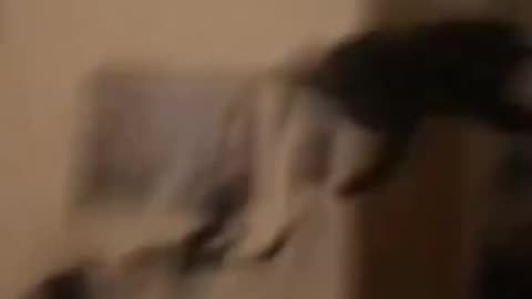 The end 😂 #viral #shorts #funny #funnyvideo #fails