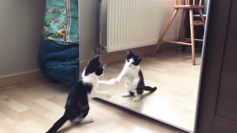 Funny_Cat_And_mirror_Video_Funny_video