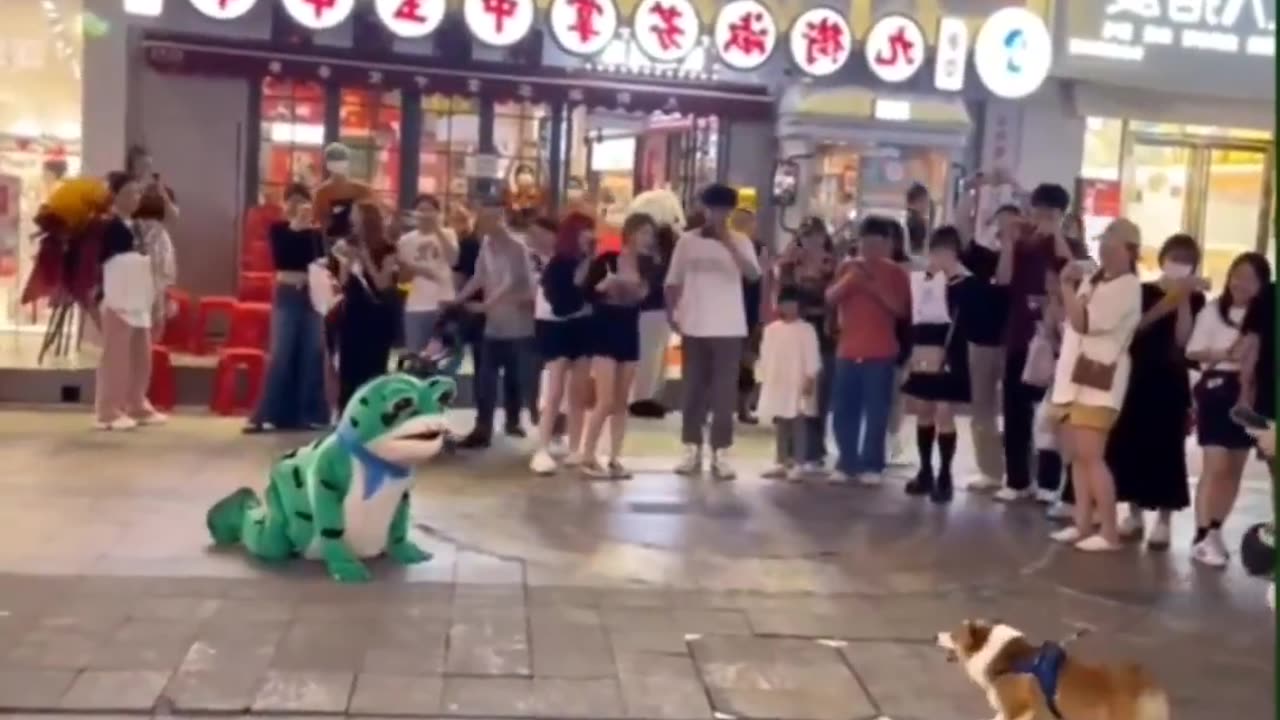 Dog funny video