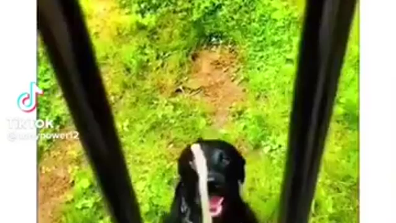 Comedy cat video 😺https://dl.myjar.app/dailySavingSettings