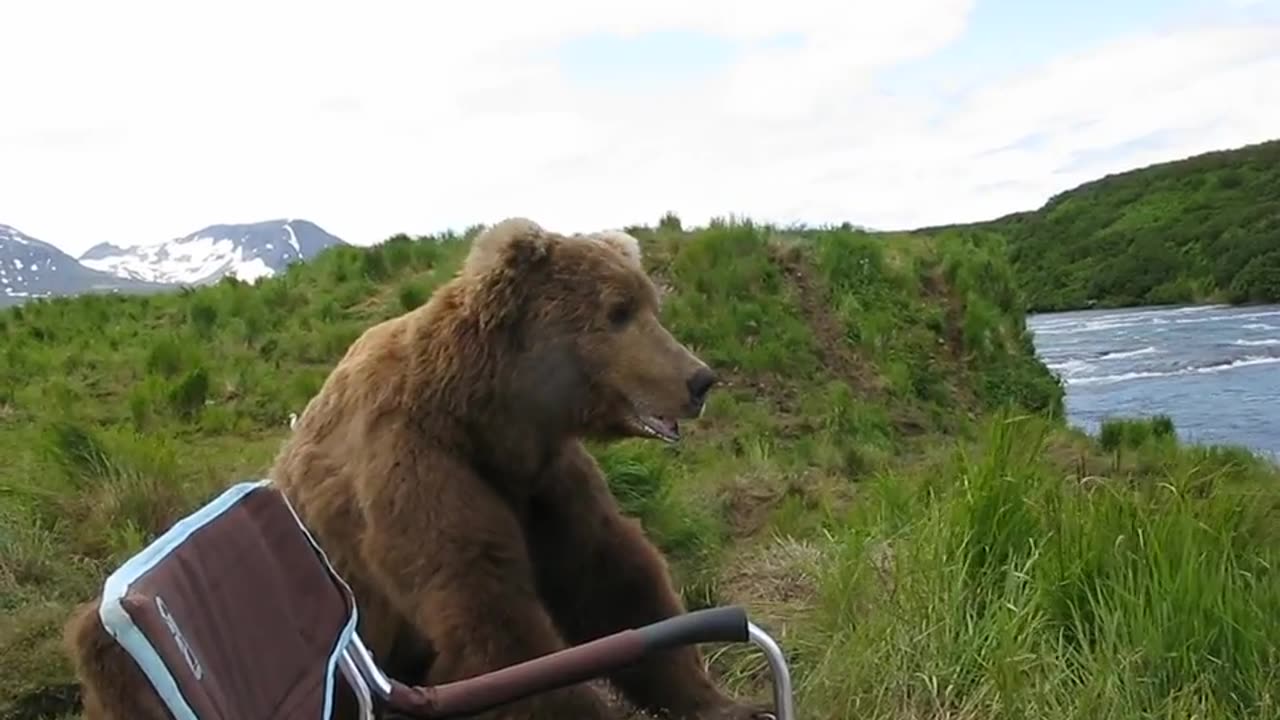 Bear Calmly Sits Next To A Man