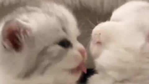 "Bound by Whiskers: A Tale of Two Cats in Purr-fect Love"