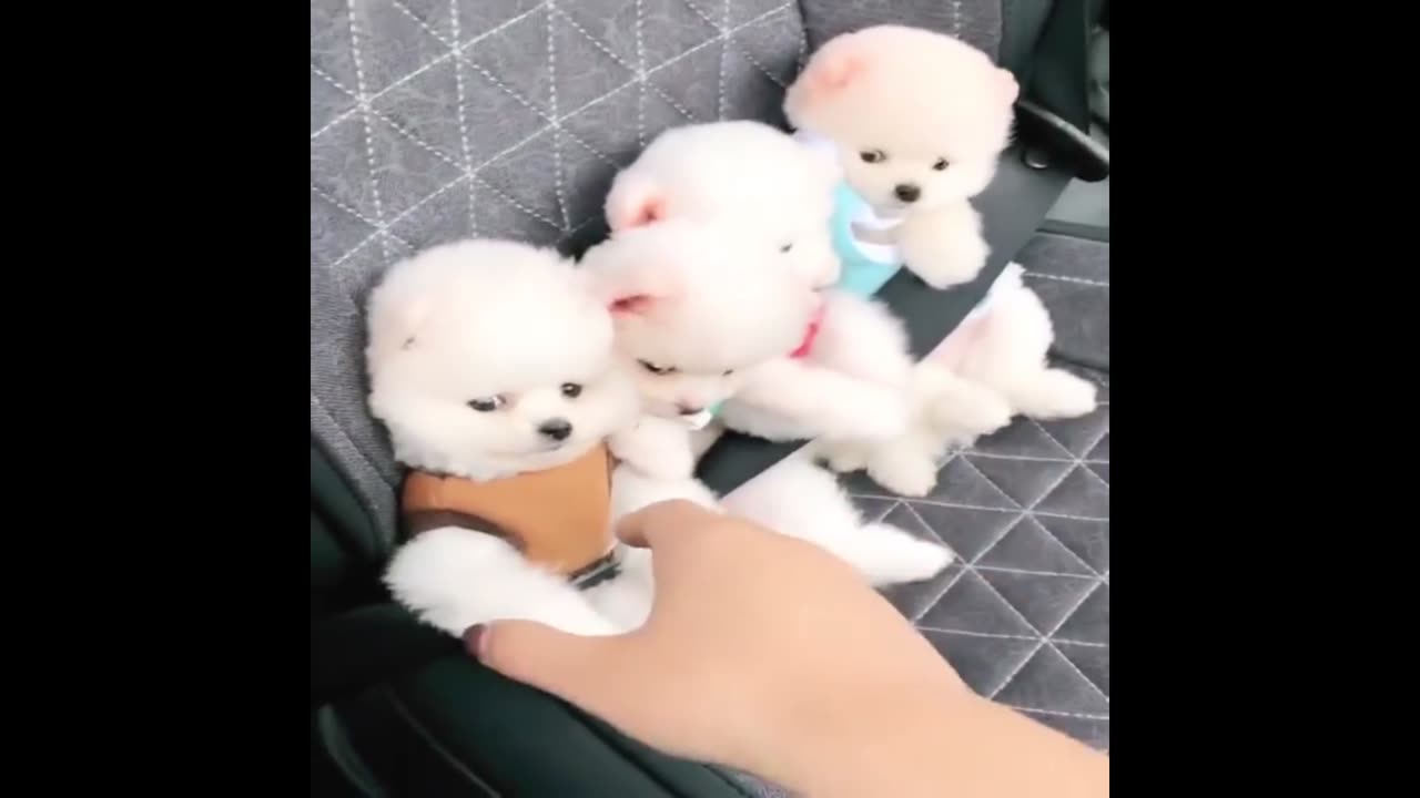 Cute puppies are ready to drive the car | Animal Mode