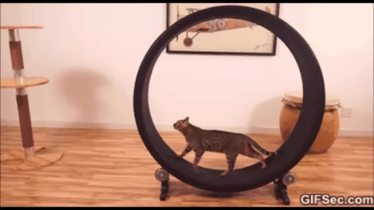 Funniest Animals 2023 π Funny Dogs and Cats Videos πΊπΆ